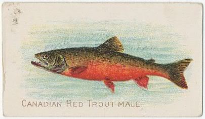 60 Canadian Red Trout Male